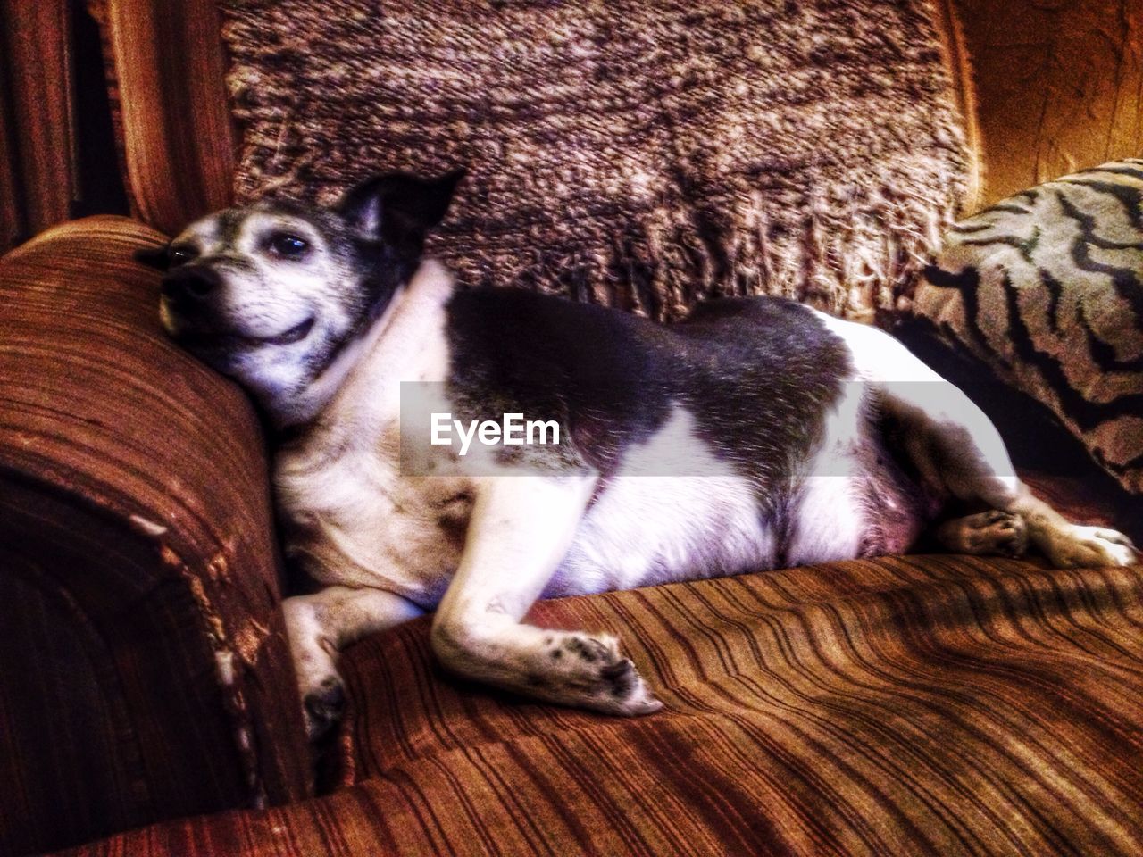 PORTRAIT OF DOG RELAXING ON BLANKET