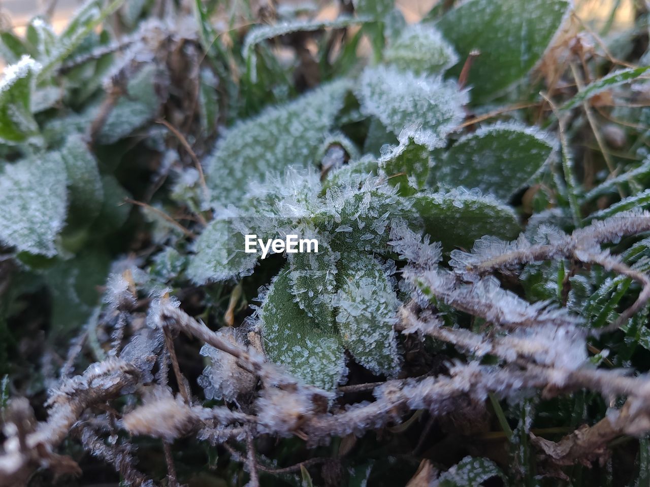 frost, plant, cold temperature, winter, snow, nature, frozen, ice, no people, beauty in nature, growth, green, plant part, leaf, close-up, day, land, outdoors, flower, focus on foreground, tree, coniferous tree, pinaceae, environment, selective focus, food, tranquility