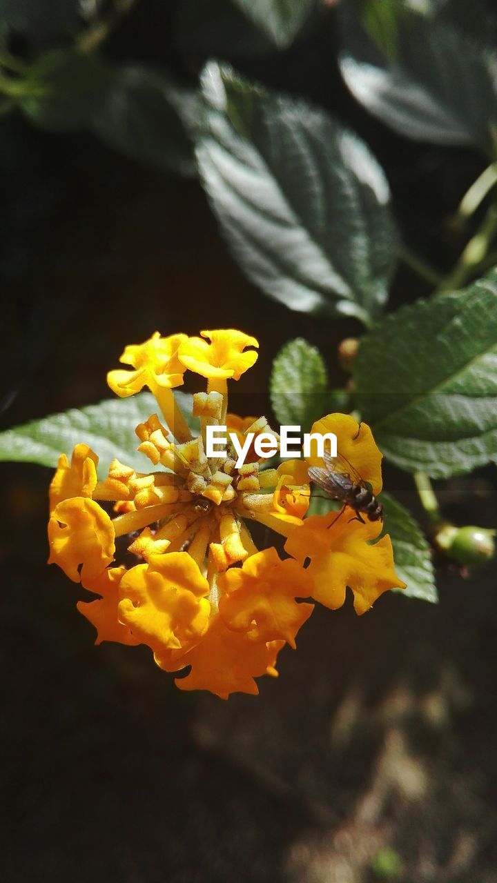 CLOSE-UP OF YELLOW FLOWER