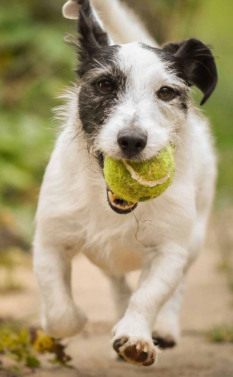 Portrait of jack russell terrier carrying ball in mouth on field