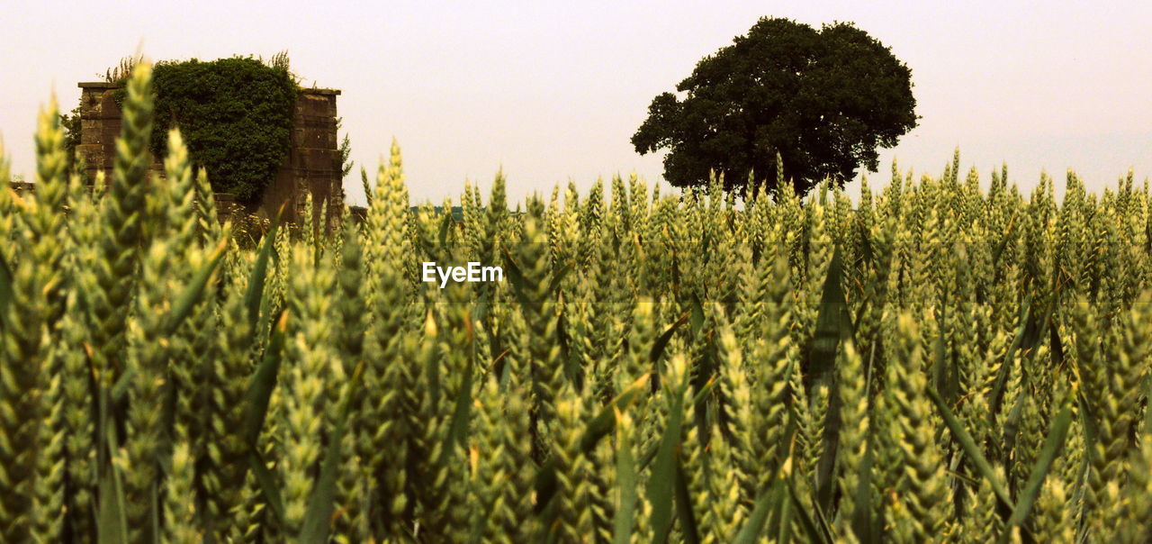 PLANTS GROWING ON FIELD