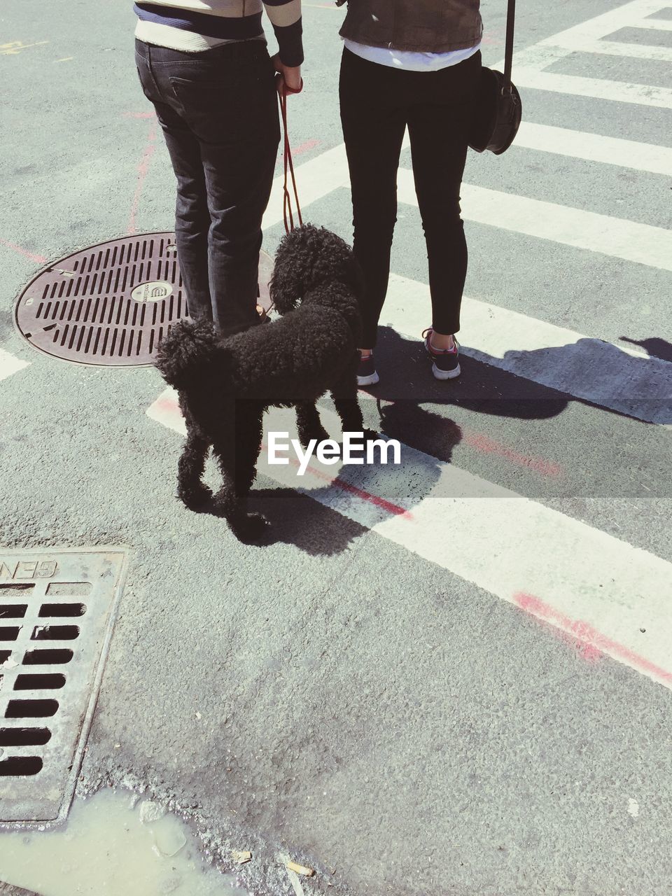 Low section of women with black labradoodle standing on zebra crossing
