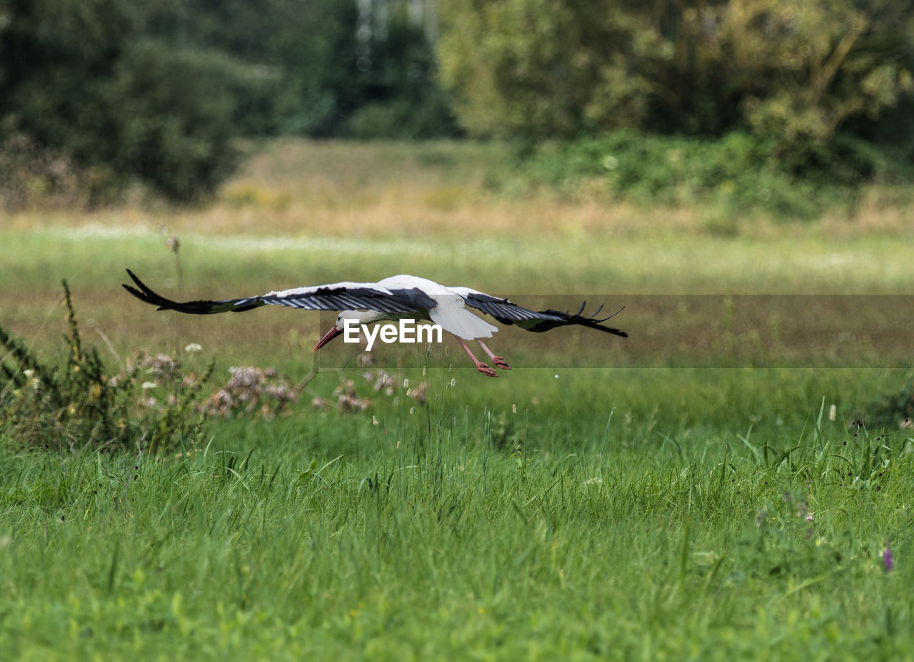 BIRD FLYING OVER THE FIELD