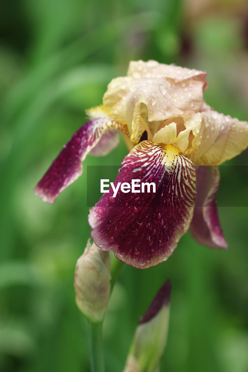 CLOSE UP OF PURPLE FLOWER