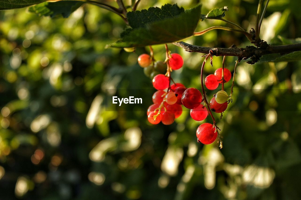 Red currants growing on tree