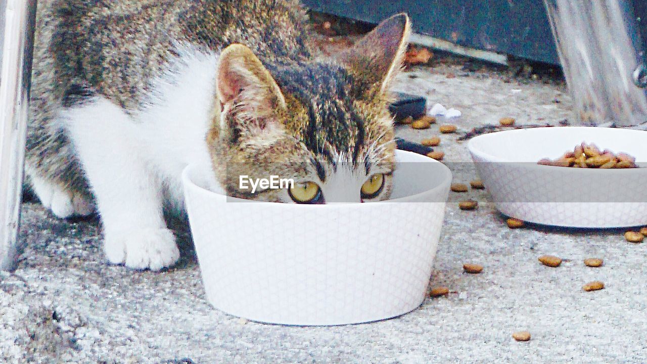 CLOSE-UP OF A CAT EATING BOWL