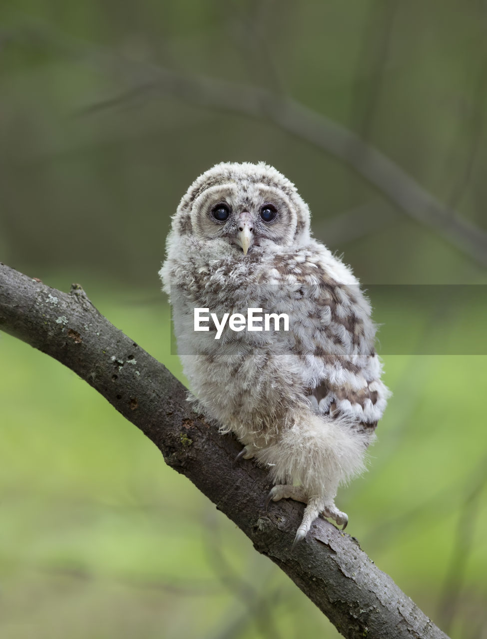 PORTRAIT OF OWL AGAINST TREES