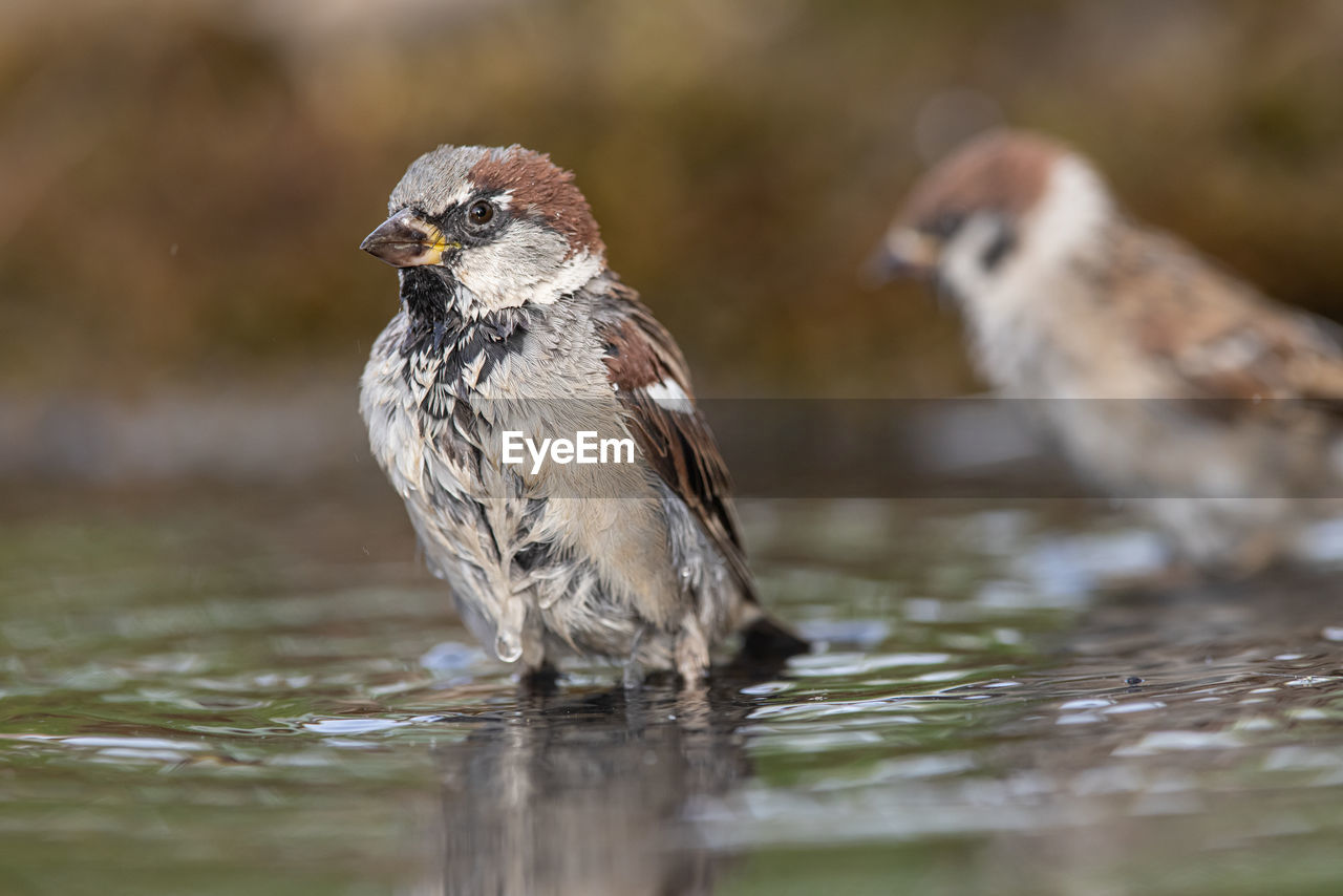 animal themes, animal, bird, animal wildlife, wildlife, sparrow, beak, house sparrow, water, nature, selective focus, one animal, surface level, full length, no people, lake, close-up, outdoors, day, portrait, side view, beauty in nature, focus on foreground, songbird, sunbeam, motion, reflection, young animal, standing, activity, eating