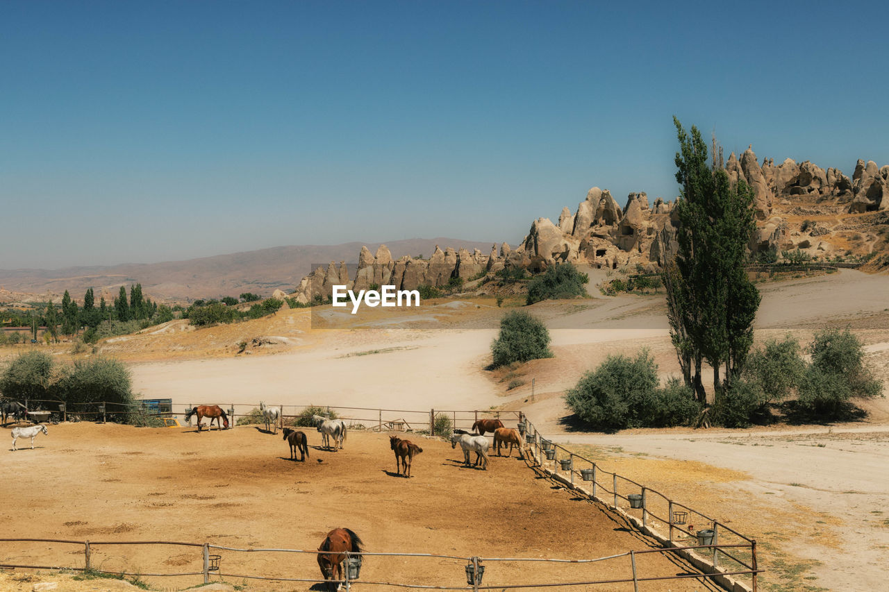 Horses on landscape