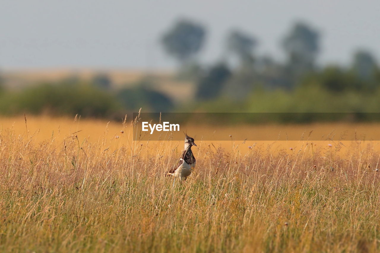 View of birds on land,lapwing 