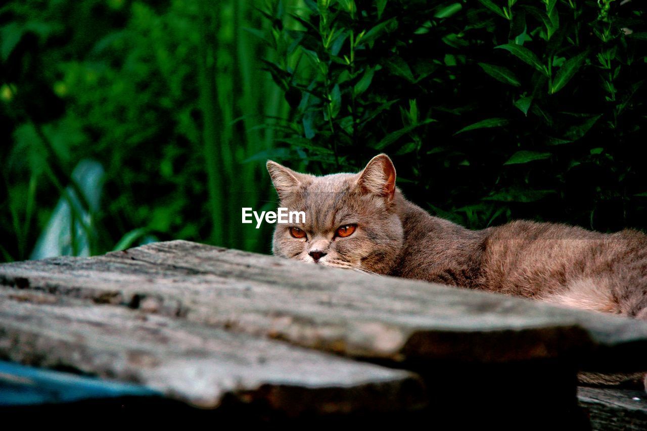 PORTRAIT OF A CAT ON WOOD