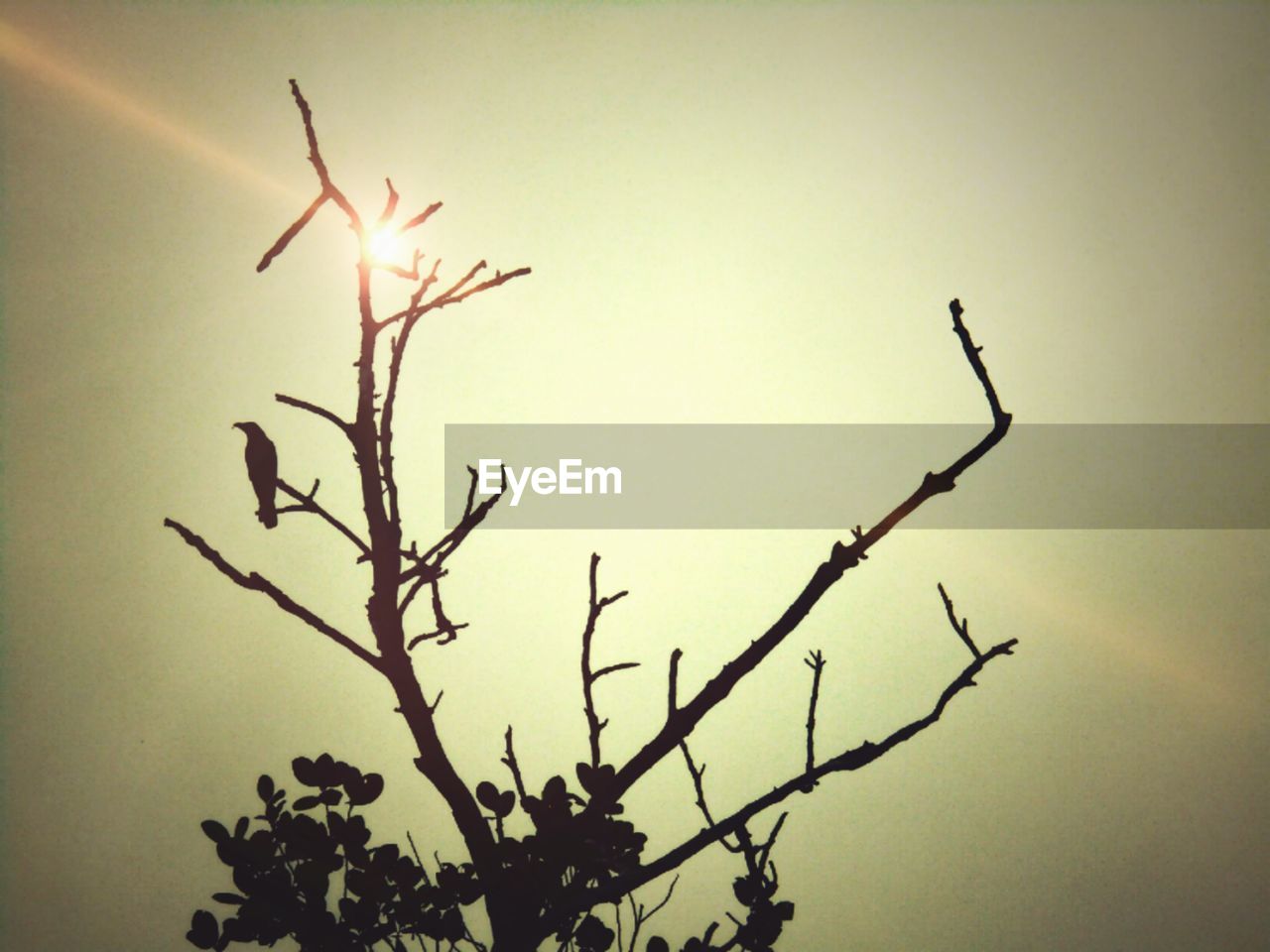 CLOSE-UP OF SILHOUETTE TREE AGAINST CLEAR SKY