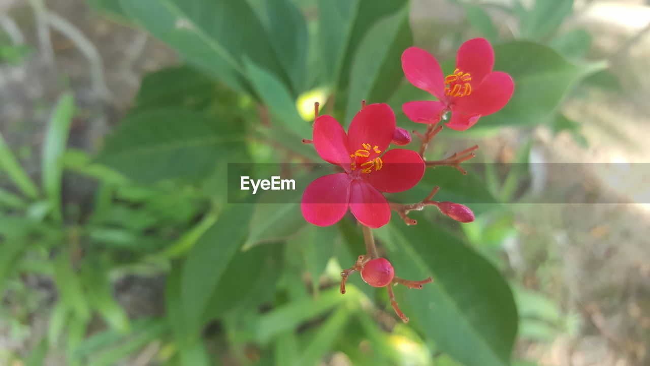 CLOSE-UP OF PINK FLOWER BLOOMING IN PARK