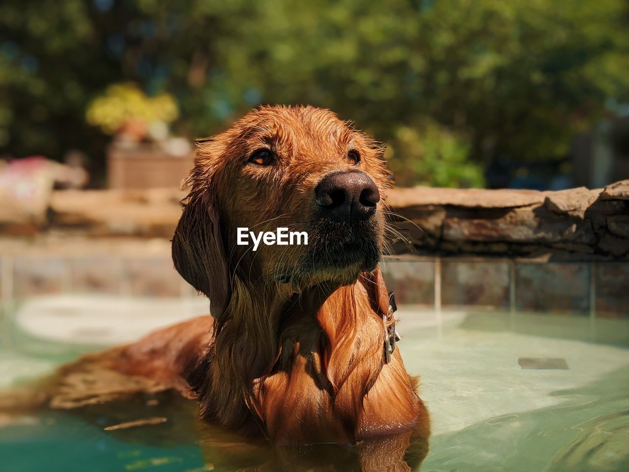 CLOSE-UP OF DOG LOOKING AT SWIMMING POOL