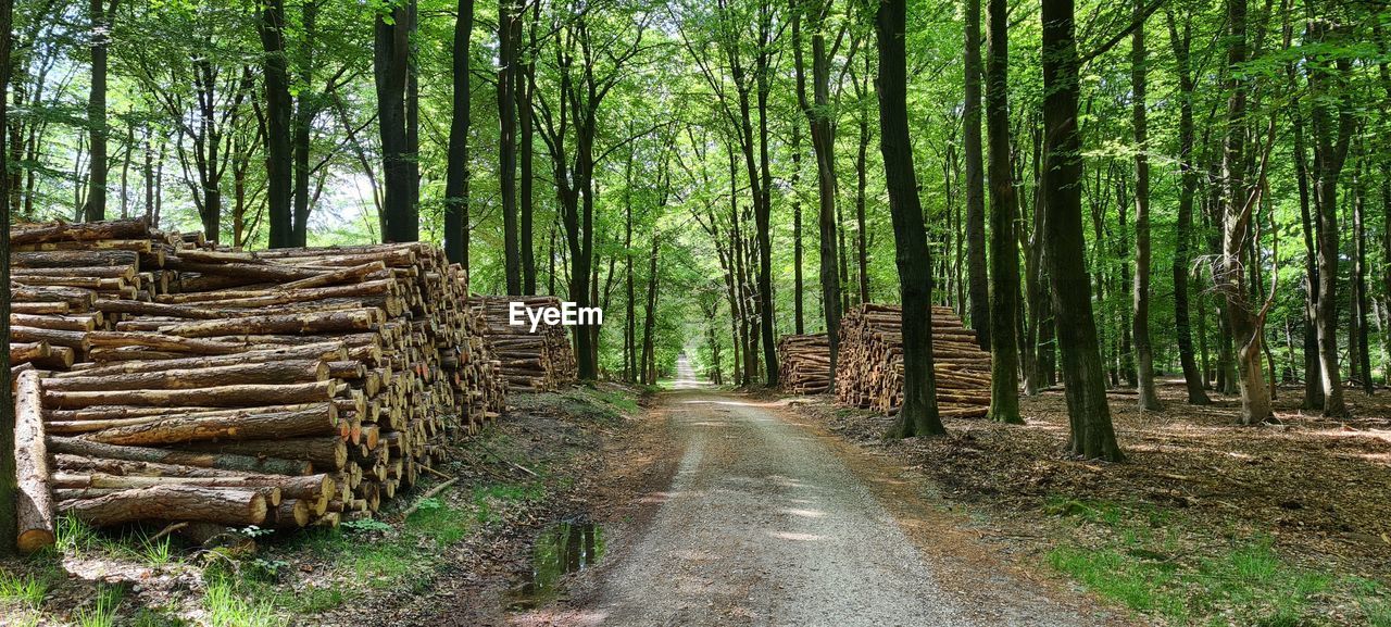 Footpath amidst trees in forest