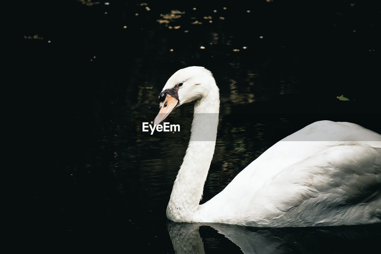 Swan floating on lake