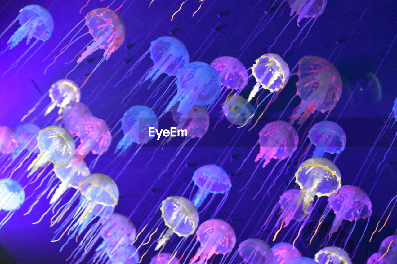 LOW ANGLE VIEW OF JELLYFISH IN AQUARIUM