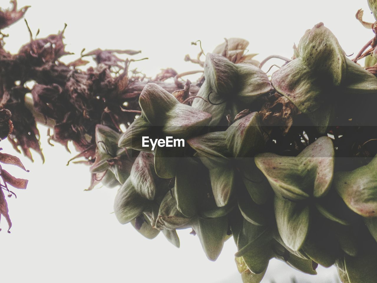 CLOSE-UP OF FLOWERING PLANTS