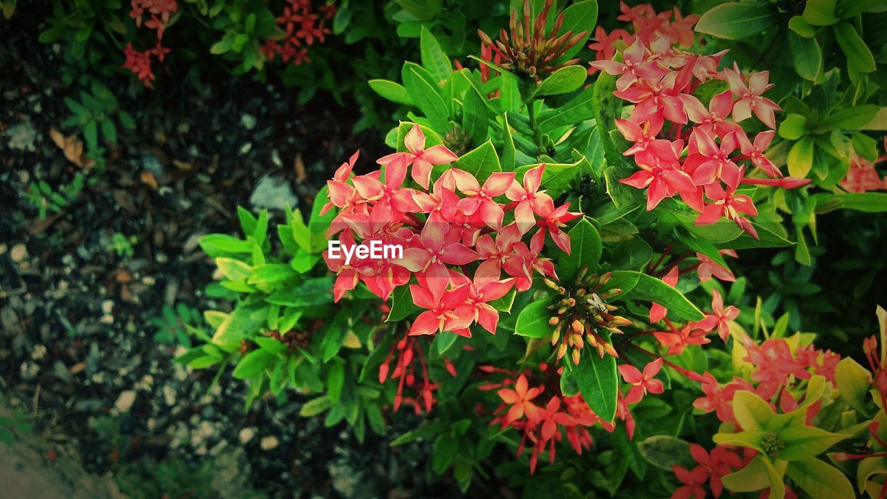 CLOSE-UP OF RED FLOWERS BLOOMING