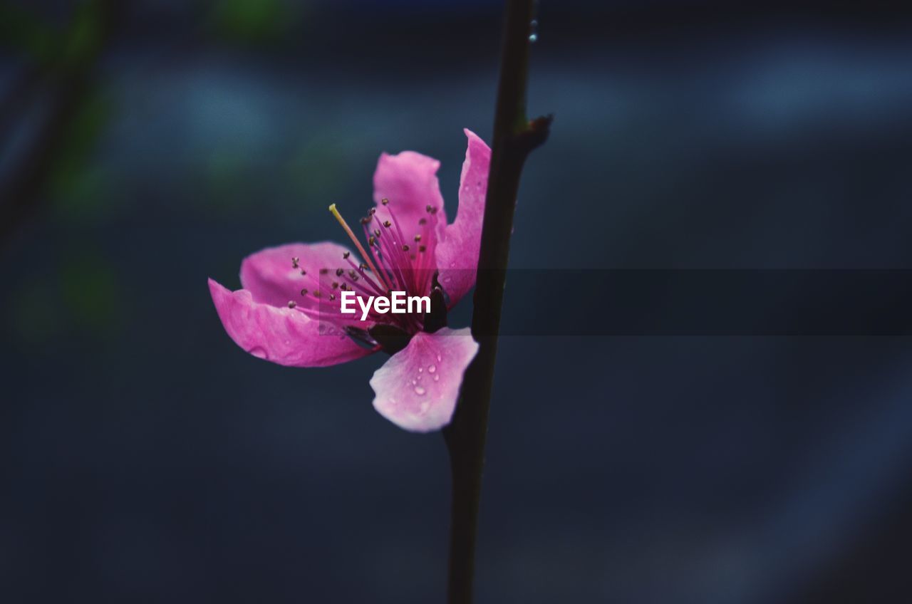 Close-up of pink flower blooming outdoors