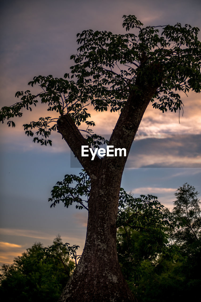 TREE AGAINST SKY