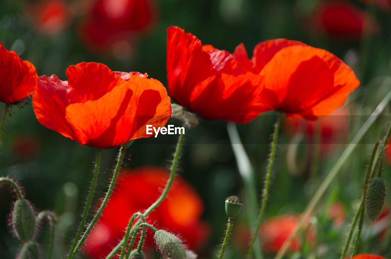 CLOSE-UP OF RED POPPY FLOWERS