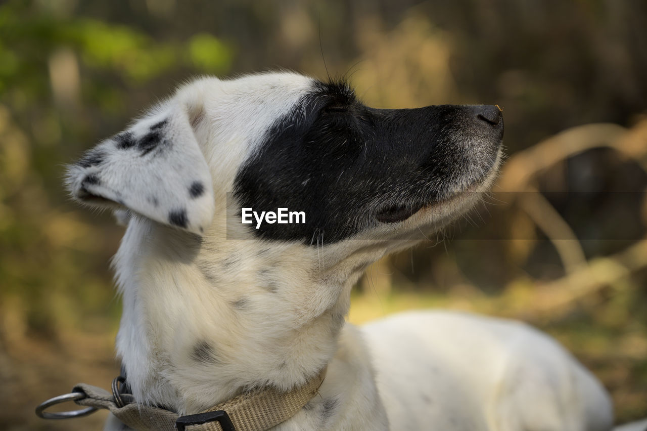 CLOSE-UP OF A DOG LOOKING AWAY ON FIELD