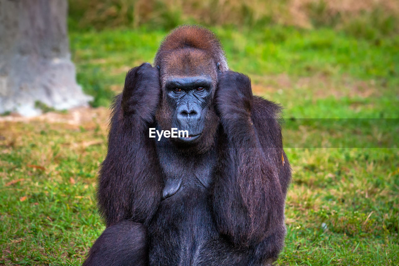 portrait of monkey sitting on field