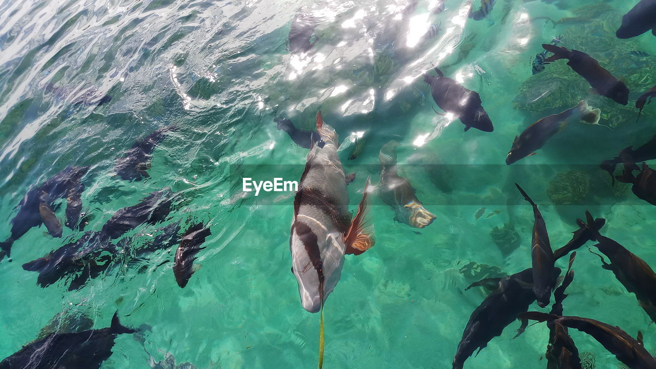 HIGH ANGLE VIEW OF FISH UNDERWATER