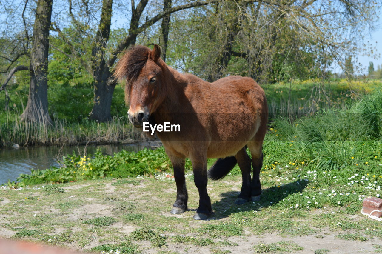 HORSE IN A FIELD