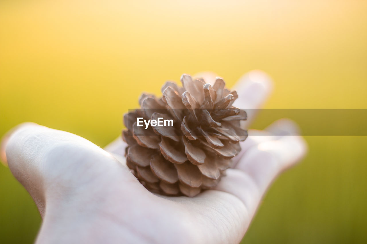 Cropped hand of woman holding pine cone outdoors