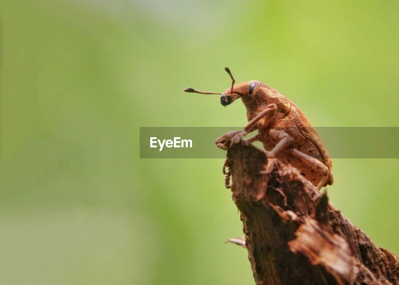 Close-up of grasshopper perching on wood