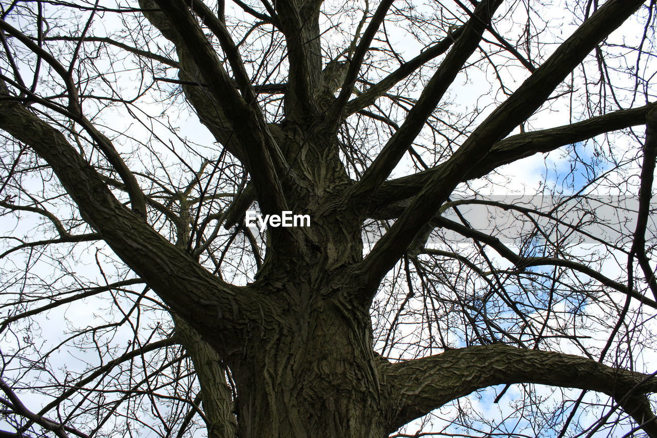 LOW ANGLE VIEW OF BARE TREES AGAINST SKY