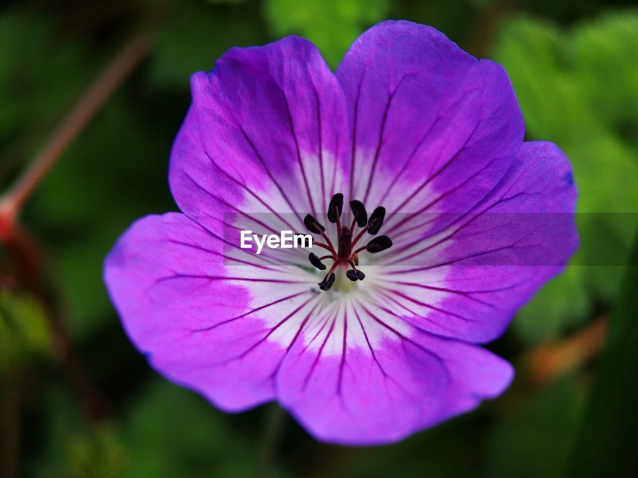 Close-up of purple flowering plant