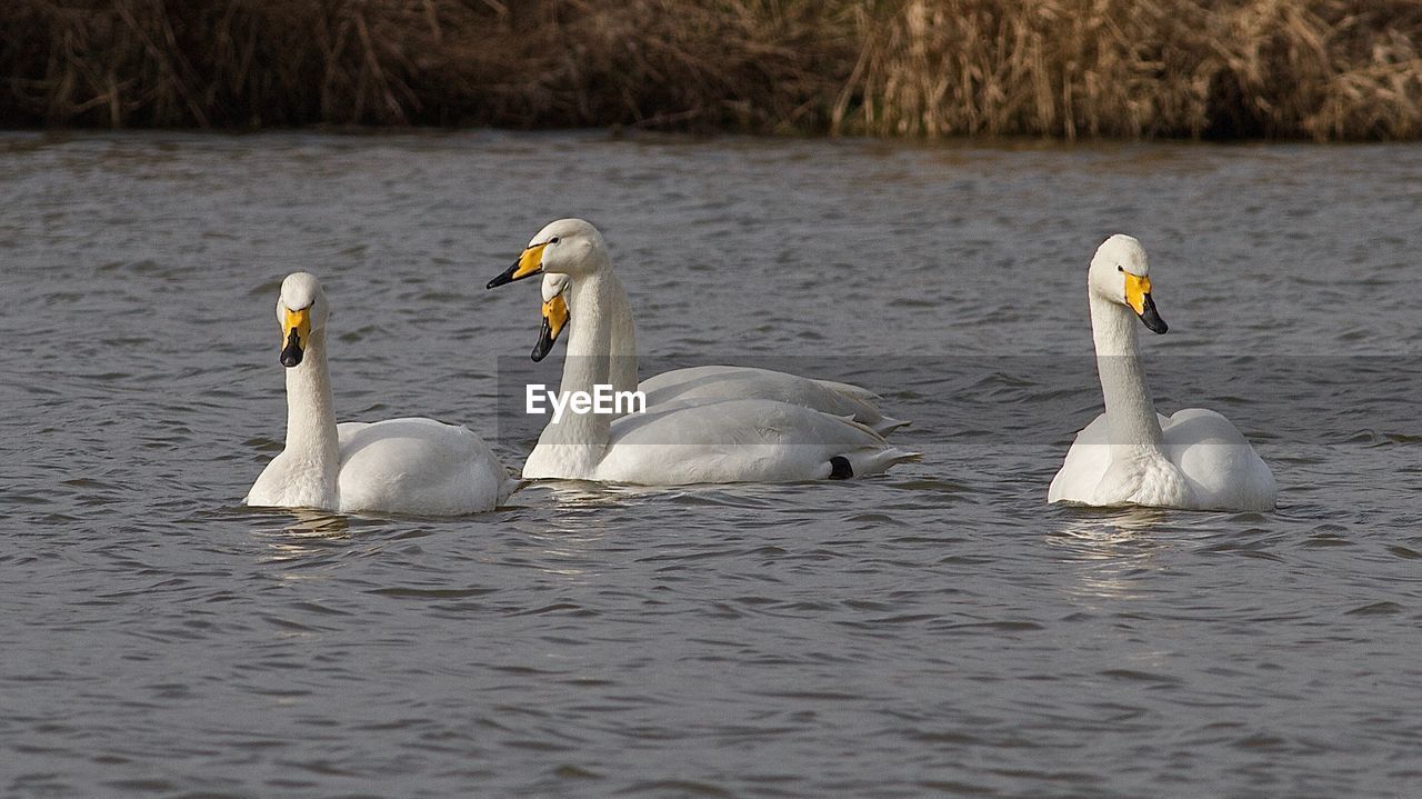 SWANS IN LAKE