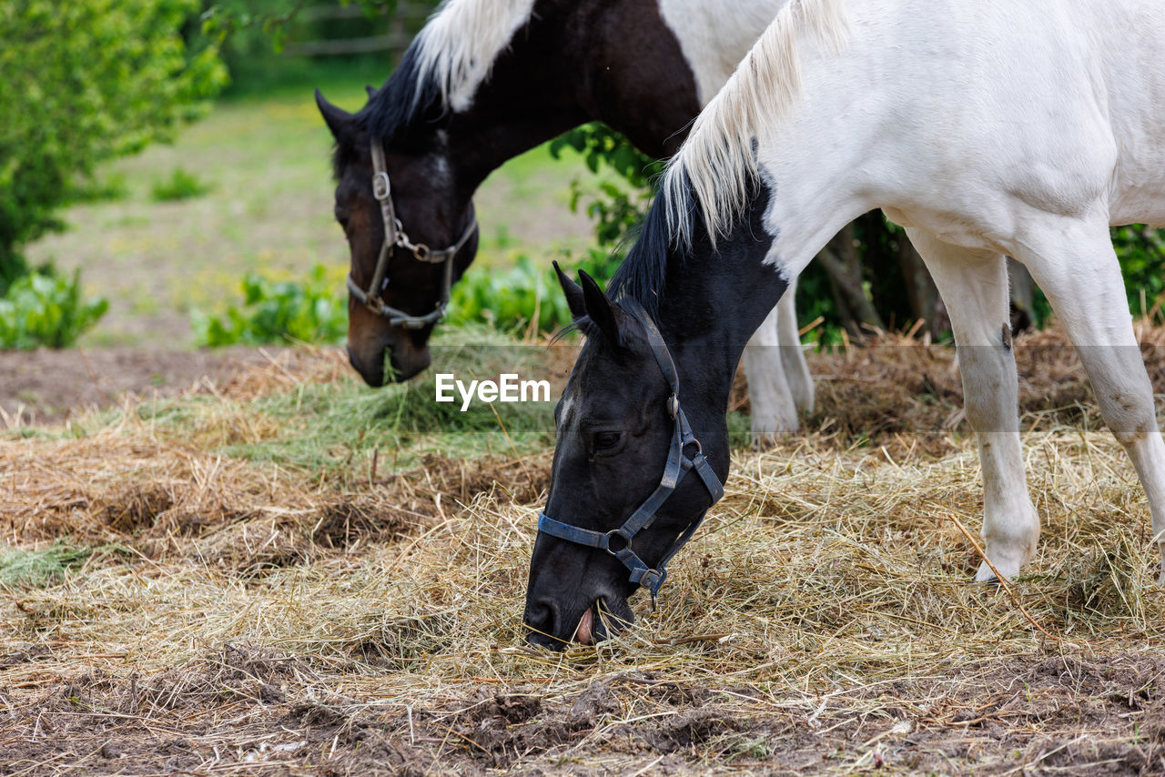 Two horses in a paddock eat hay from the ground, at summer day - closeup with selective focus