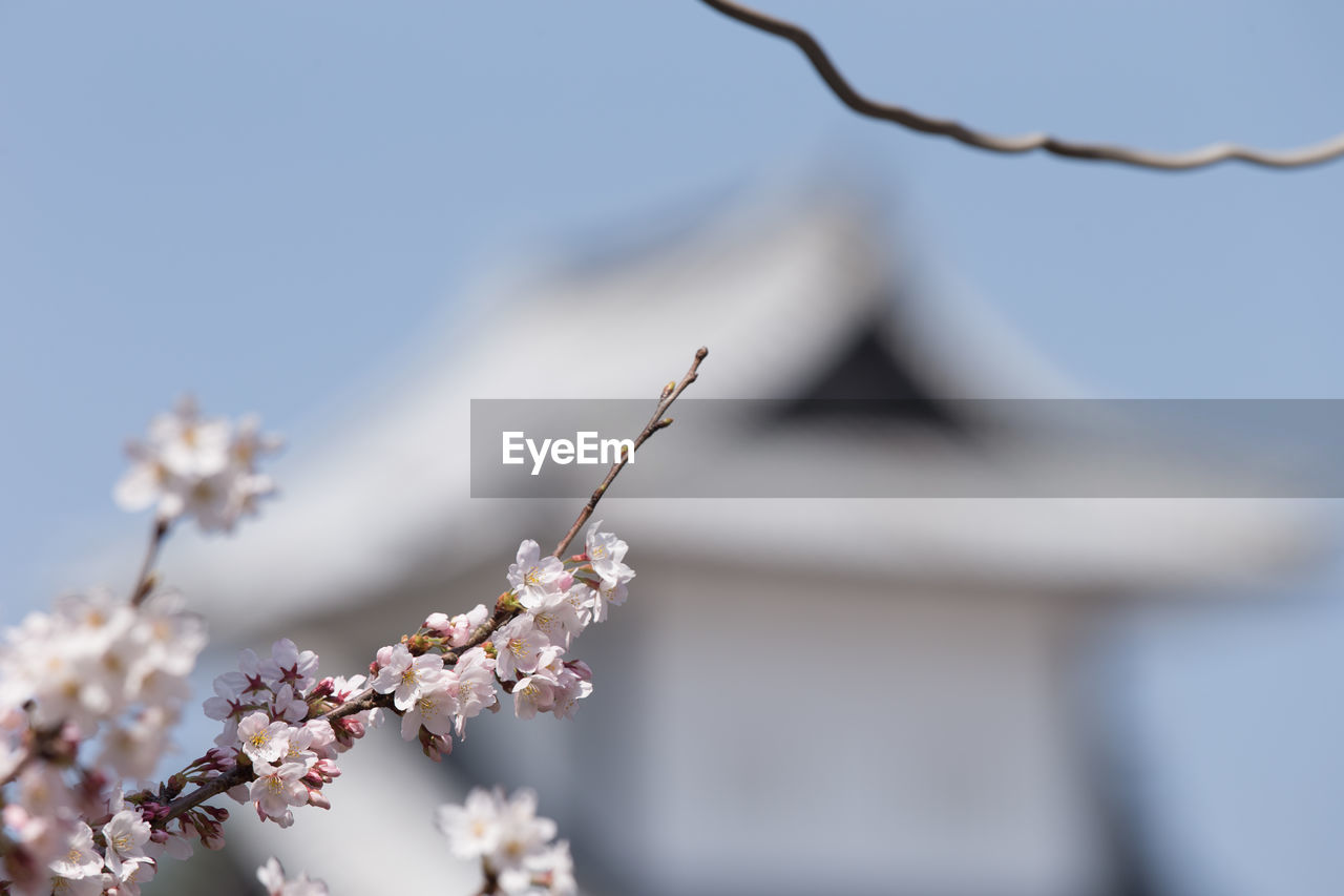 Low angle view of cherry blossom blooming outdoors