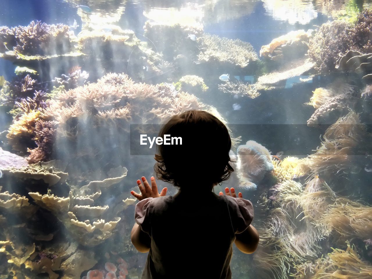 Rear view of girl looking at corals in fish tank at waikiki aquarium