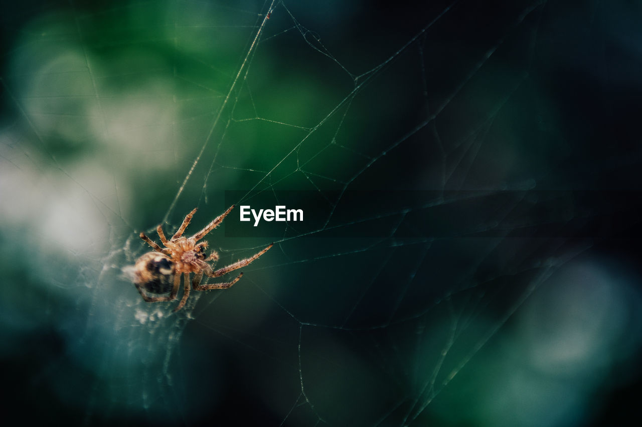 Close-up of spider on web