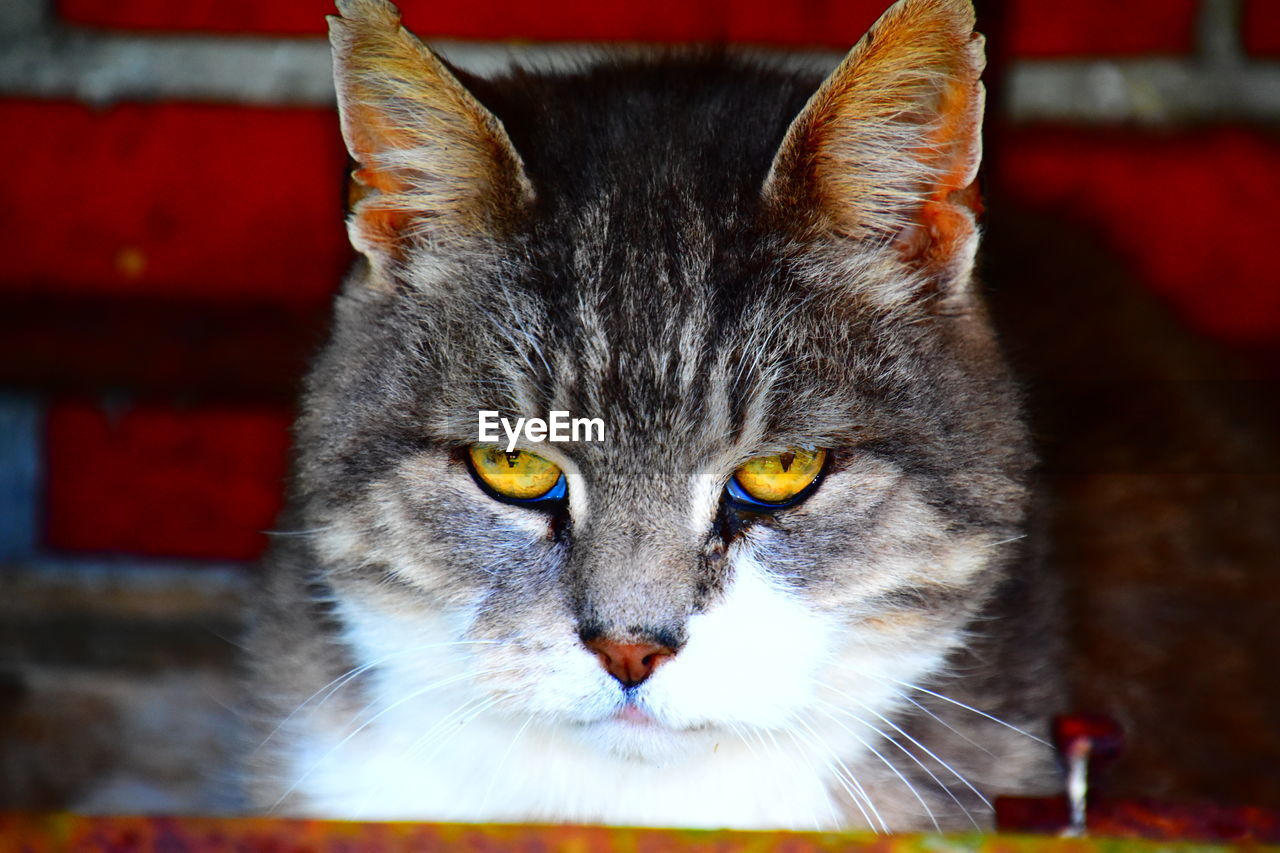 Close-up portrait of cat with yellow eyes