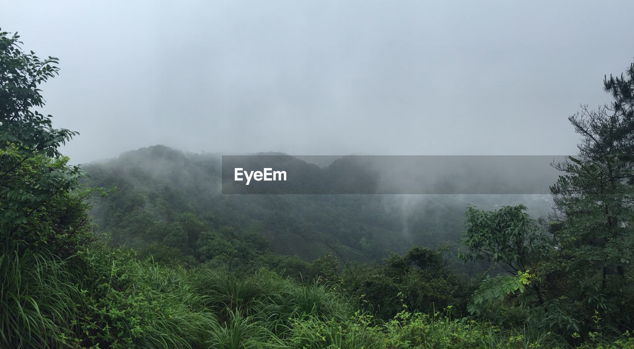 SCENIC VIEW OF TREES ON LANDSCAPE AGAINST SKY