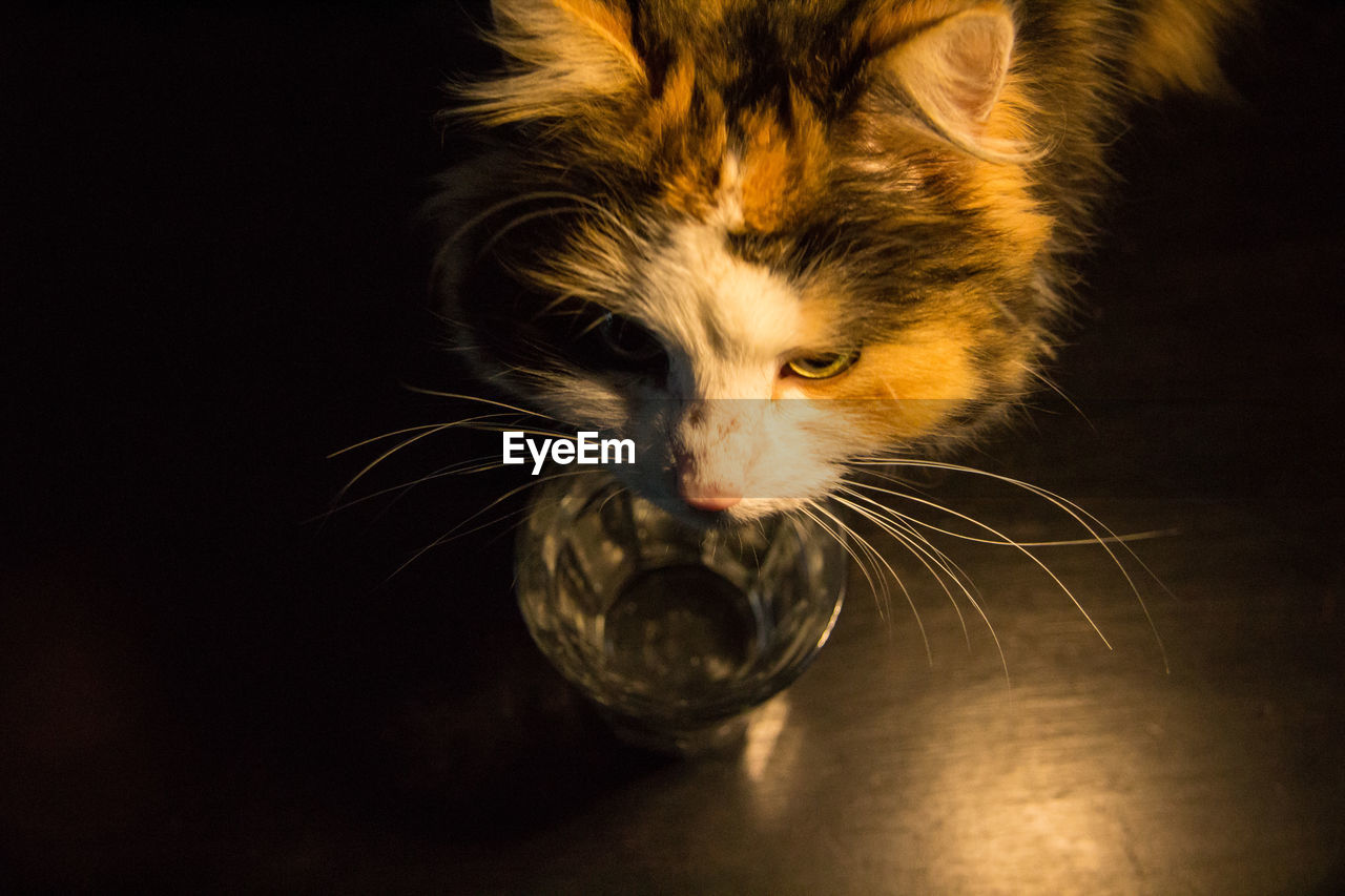 High angle view of tortoiseshell cat with water in glass on hardwood floor
