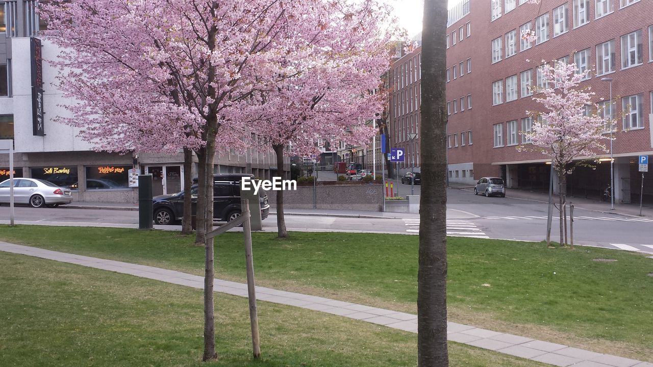 Cherry blossom trees on grassy field by street