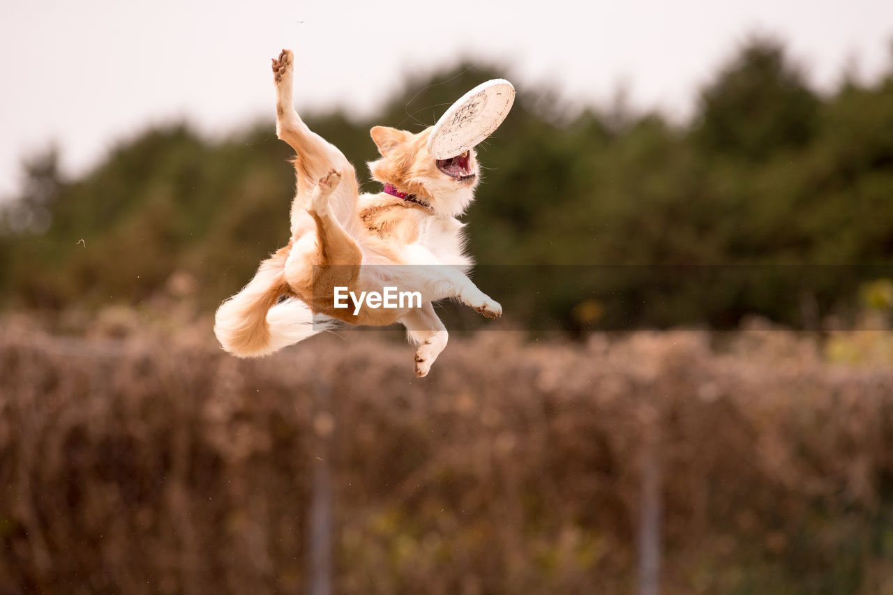 Dog catching plastic disc in mid-air