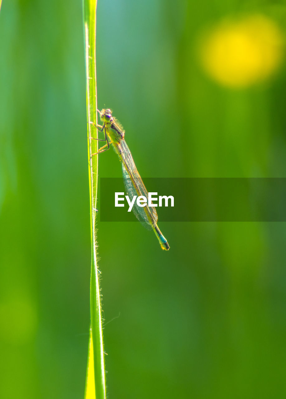 CLOSE-UP OF GRASSHOPPER