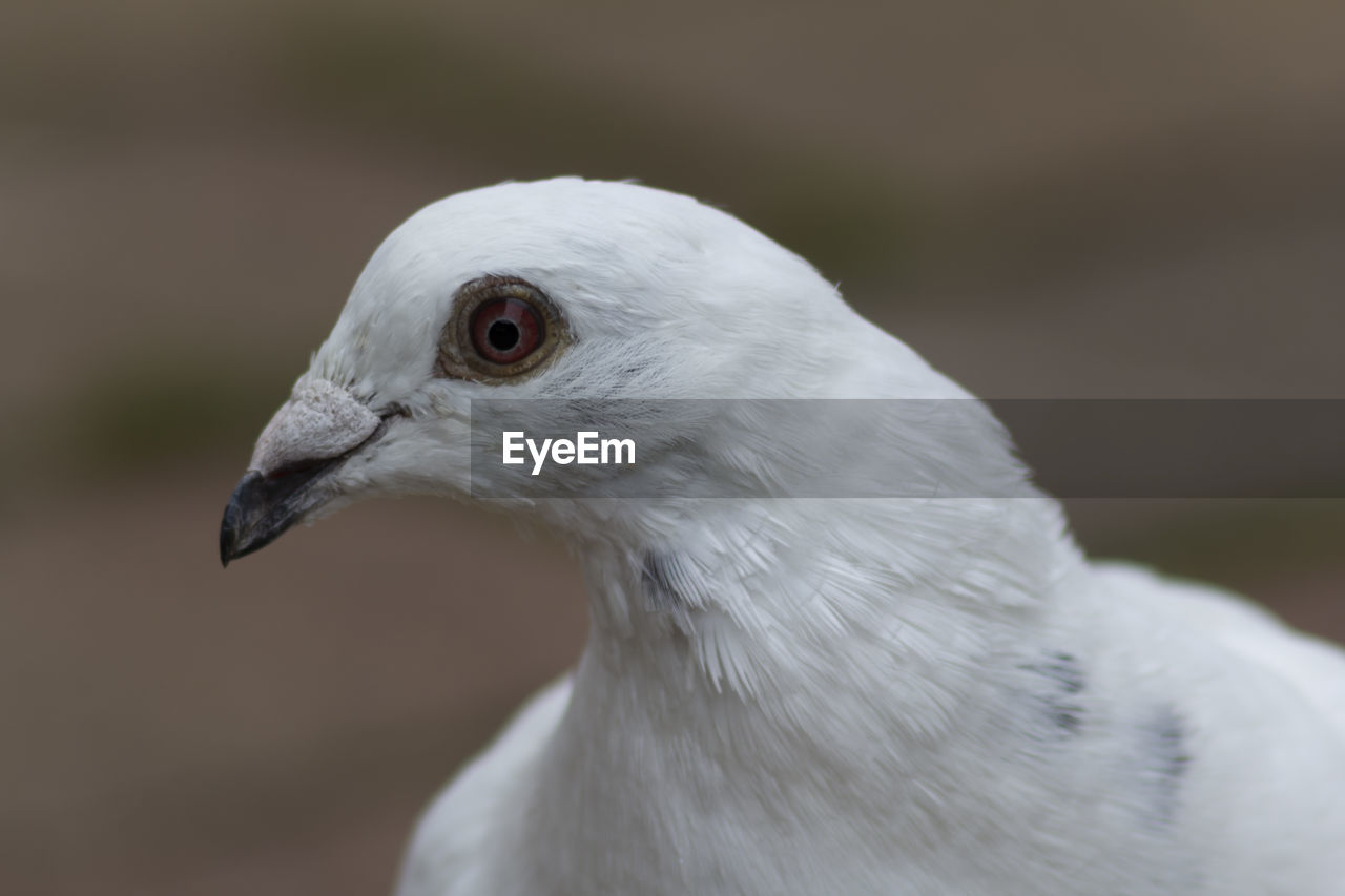 Side view of a white pigeon's head