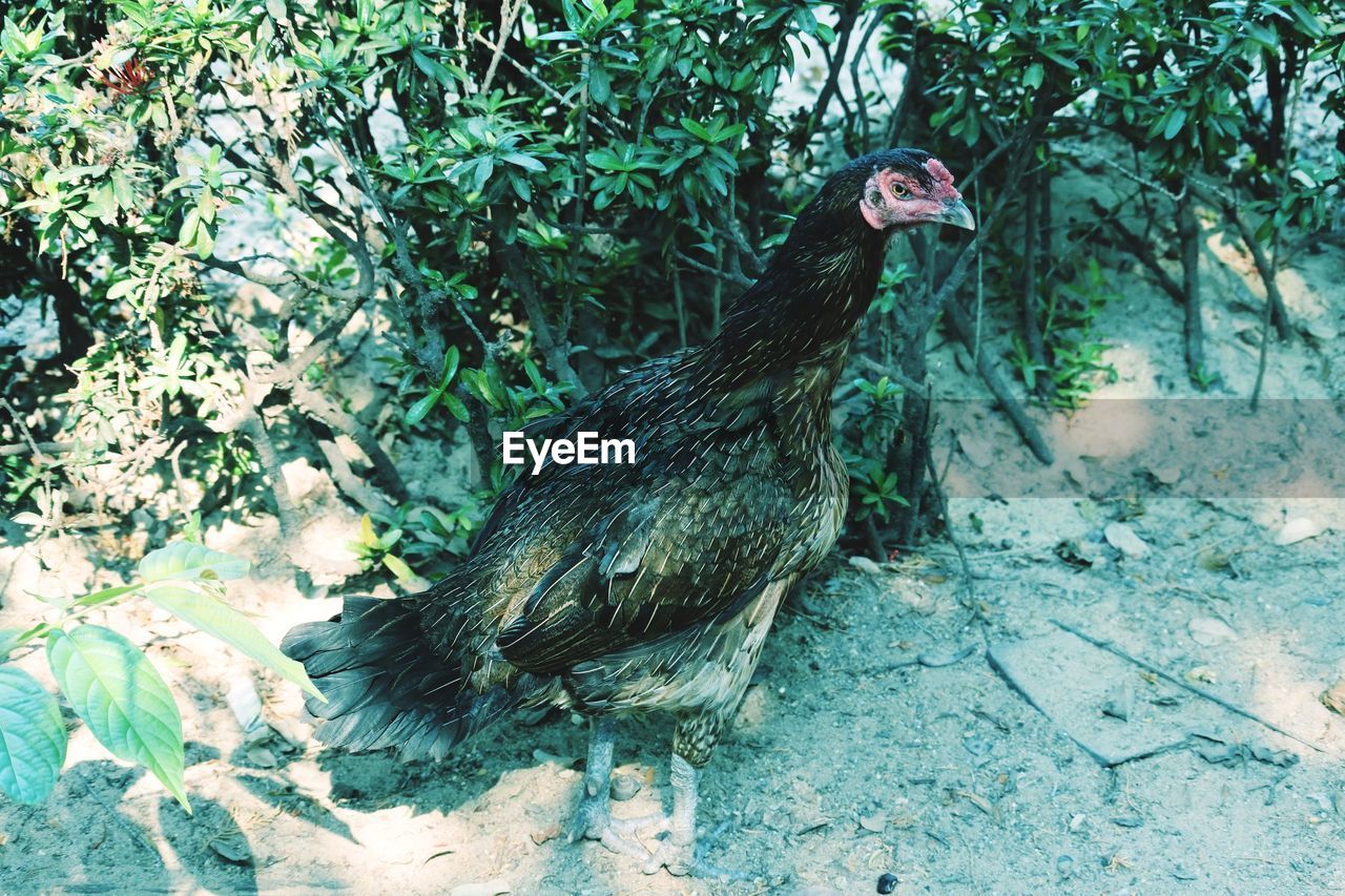 High angle view of chicken on field