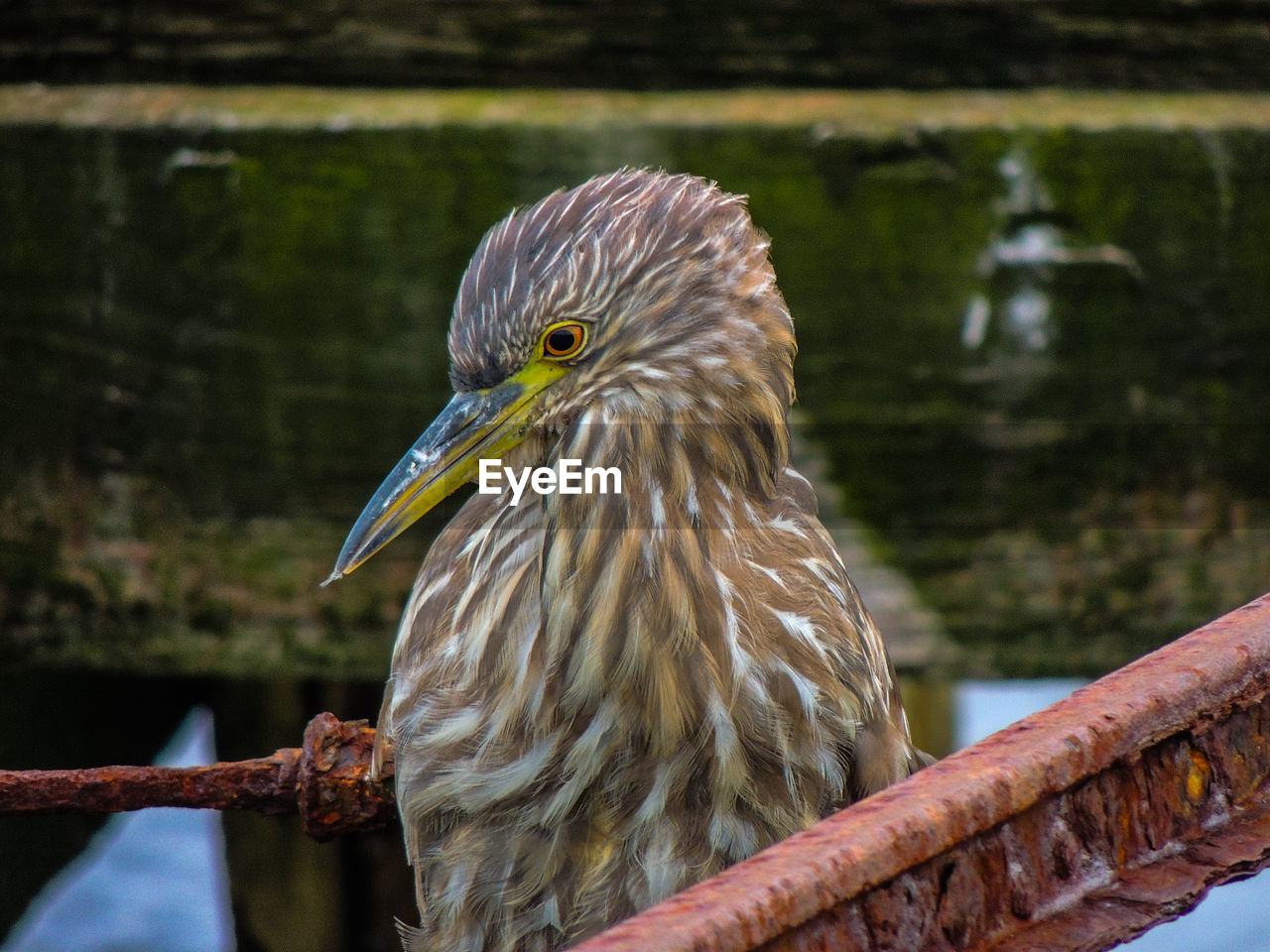 Close-up of bird perching on wooden post