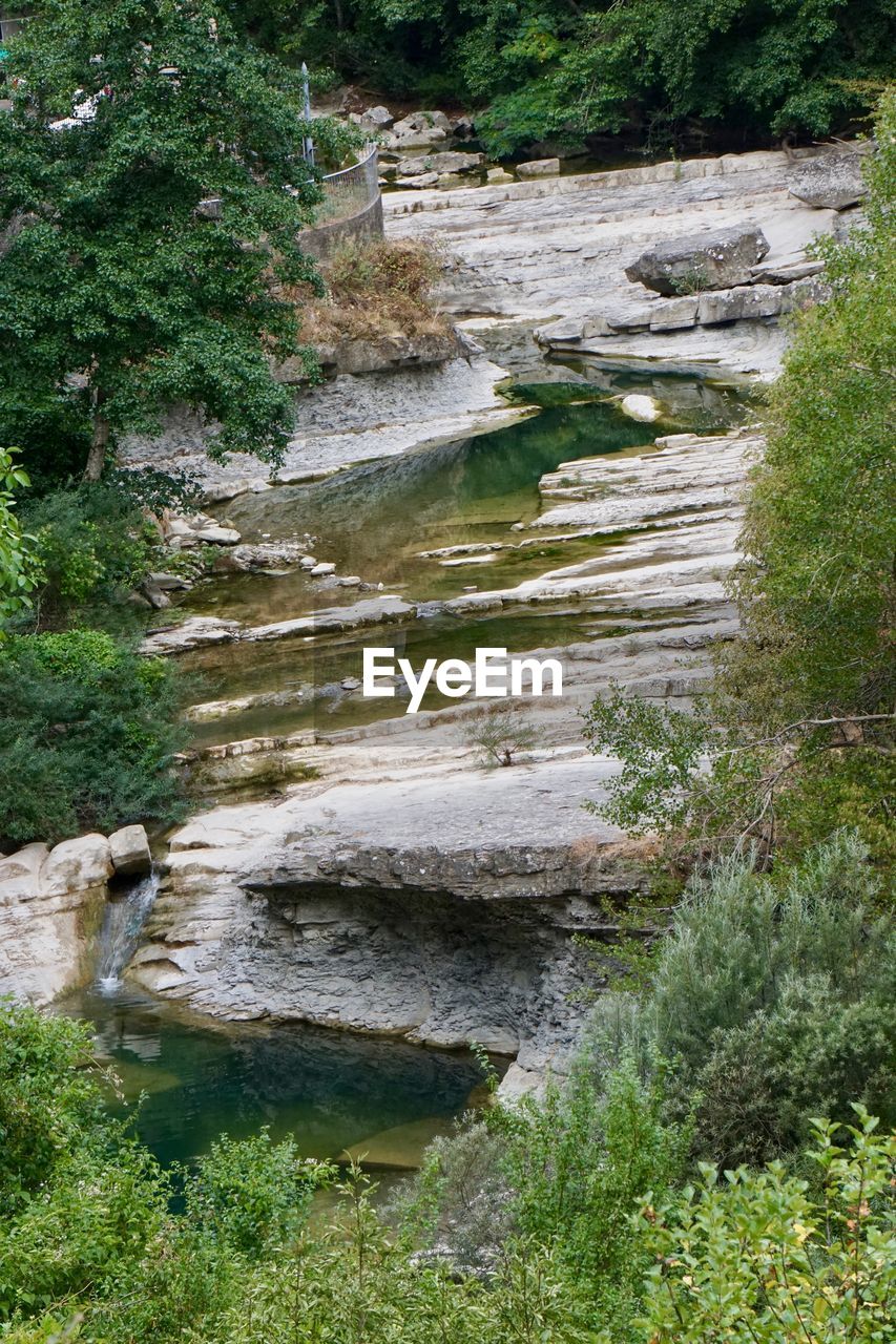 Scenic view of river in forest