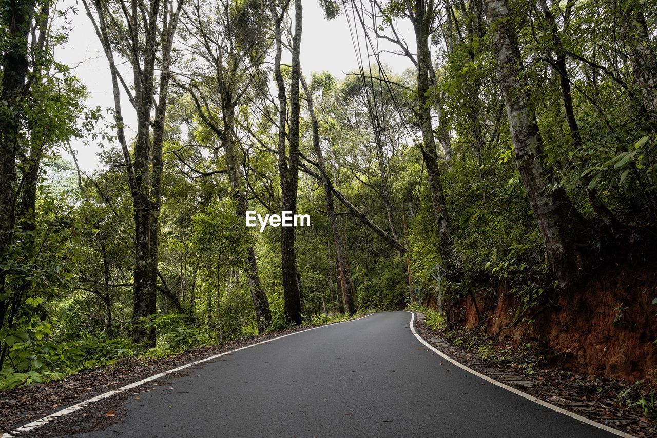 Empty road amidst trees in forest